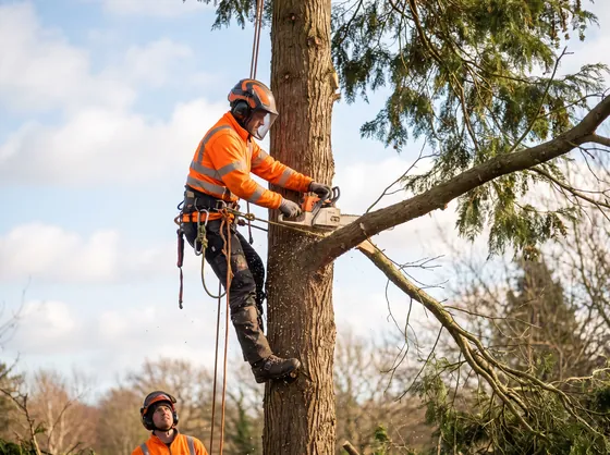 Tree care work in progress